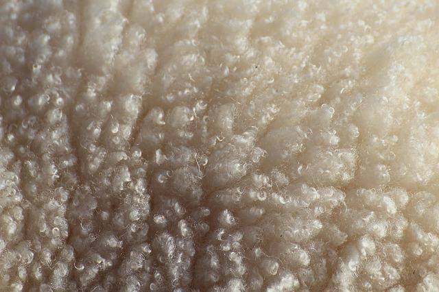 Wool
